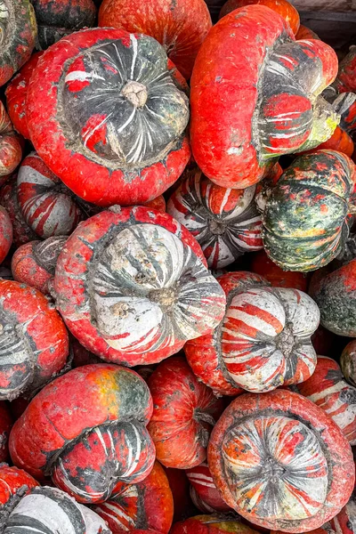南瓜新鲜收获不同类型和品种的南瓜食品小吃户外抄袭空间食物背景乡村顶级素食素食没有满足 — 图库照片