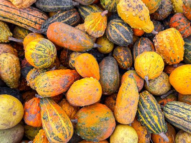 balkabağı meyvesi hasadı farklı türde balkabağı çeşit yiyecek yiyecek fotokopisi uzay yemeği arka plan kırsal manzaralı vejetaryen yemekleri