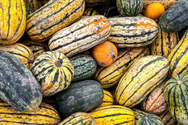 balkabağı meyvesi hasadı farklı türde balkabağı çeşit yiyecek yiyecek fotokopisi uzay yemeği arka plan kırsal manzaralı vejetaryen yemekleri