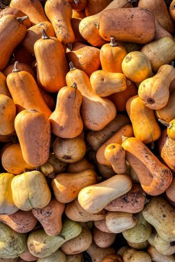 balkabağı meyvesi hasadı farklı türde balkabağı çeşit yiyecek yiyecek fotokopisi uzay yemeği arka plan kırsal manzaralı vejetaryen yemekleri