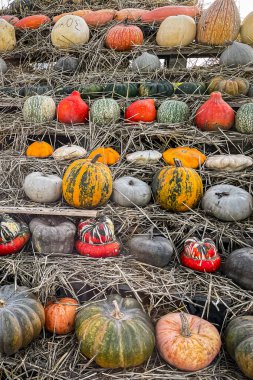 balkabağı meyvesi hasadı farklı türde balkabağı çeşit yiyecek yiyecek fotokopisi uzay yemeği arka plan kırsal manzaralı vejetaryen yemekleri