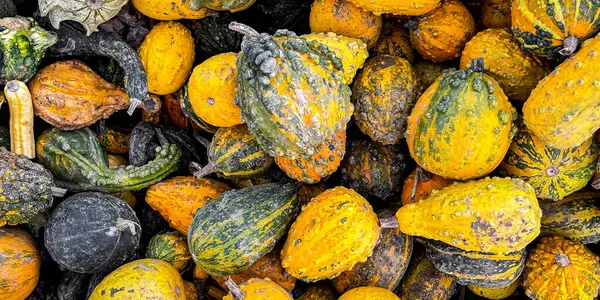 南瓜果户外采摘不同类型的南瓜品种食品小吃复制太空食品背景乡村顶级素食 — 图库照片