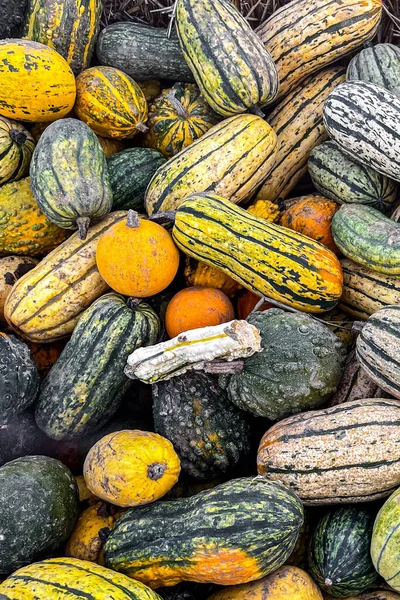 Sütőtök Gyümölcs Kültéri Betakarítás Különböző Típusú Sütőtök Fajták Élelmiszer Snack — Stock Fotó
