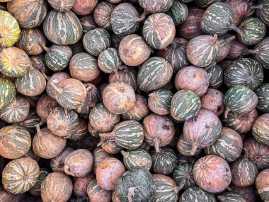 balkabağı taze hasat açık hava fotokopi uzay gıda arka plan kırsal üst görünüm vejetaryen gıda 