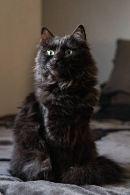 Kara kedi hayvanları sever.