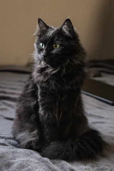Чорний Кіт Домашня Тварина Любов Тварин — стокове фото