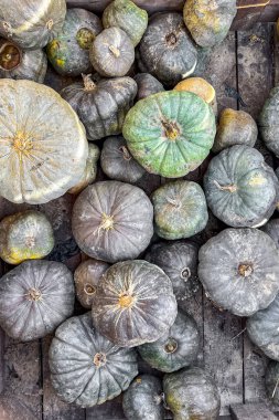 balkabağı çeşitleri farklı türde ürünler toplar ve balkabağı taze yiyecek fotokopi alanı arka plan kırsal üst görünüm