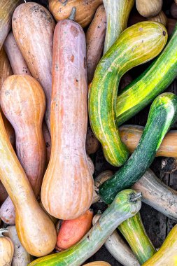 balkabağı çeşitleri farklı türde ürünler toplar ve balkabağı taze yiyecek fotokopi alanı arka plan kırsal üst görünüm