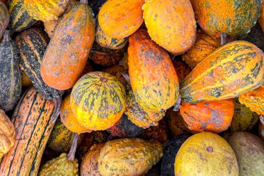 balkabağı çeşitleri farklı türde ürünler toplar ve balkabağı taze yiyecek fotokopi alanı arka plan kırsal üst görünüm