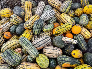 balkabağı çeşitleri farklı türde ürünler toplar ve balkabağı taze yiyecek fotokopi alanı arka plan kırsal üst görünüm