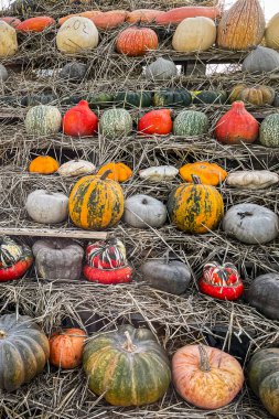 Balkabağı taze hasat bitkisi kabak çeşitleri dış kabak yiyecekler fotokopi uzay yiyecek arka plan kırsal manzaralı vejetaryen yiyecekler henüz tanışılmadı
