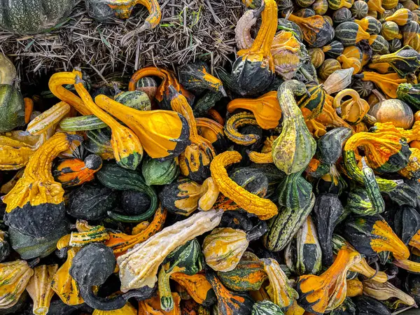 Tök Friss Betakarítás Növény Fajták Tök Élelmiszer Kültéri Másolás Tér — Stock Fotó