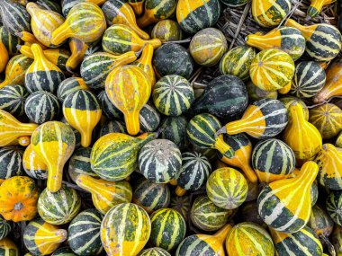 balkabağı taze hasat farklı türde balkabağı abur cuburu açık hava fotokopisi arka plan kırsal manzaralı vejetaryen yiyecekler henüz tanışılmadı