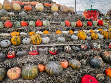 balkabağı taze hasat farklı türde balkabağı abur cuburu açık hava fotokopisi arka plan kırsal manzaralı vejetaryen yiyecekler henüz tanışılmadı