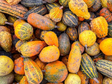 balkabağı taze hasat farklı türde balkabağı abur cuburu açık hava fotokopisi arka plan kırsal manzaralı vejetaryen yiyecekler henüz tanışılmadı