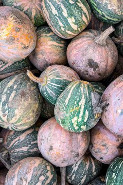 balkabağı taze hasat farklı türde balkabağı abur cuburu açık hava fotokopisi arka plan kırsal manzaralı vejetaryen yiyecekler henüz tanışılmadı