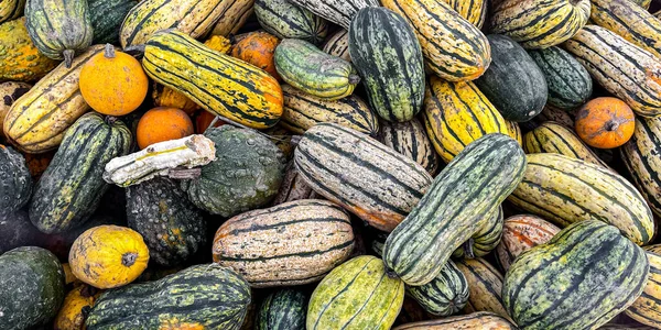 balkabağı hasadı farklı renkte balkabağı çeşitleri ve abur cubur çeşitleri açık havada fotokopi uzay yiyecekleri arka plan kırsal üst görünüm 