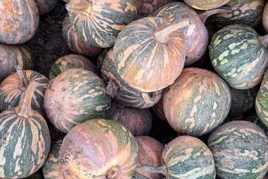 balkabağı hasadı farklı türler ve balkabakları yiyecek abur cubur açık alan yiyecek fotokopisi arka plan kırsal üst görünüm 