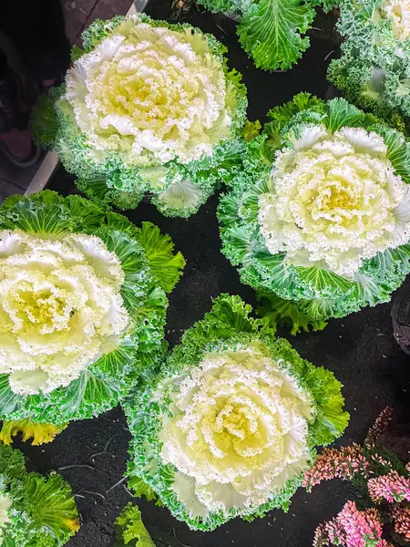 Brassica dekoratif lahana güzel bitki masaya taze çiçek fotokopi alanı arka plan kırsal üst görünüm