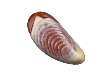 Tatlı deniz kabukları lezzetli çikolatalı deniz kabukları tatlı yiyecekler iştah açıcı yemek atıştırmalıkları fotokopi masasında uzay yiyecekleri arka plan kırsal manzarası