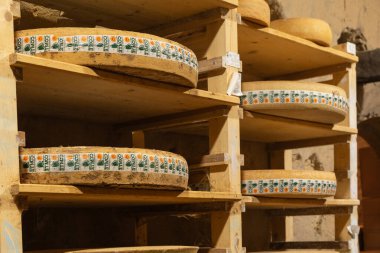 Eski peynir mahzeni aperatifi peynir üretim yemek aperatifi masanın üzerinde fotokopi alanı yiyecek arka plan kırsal üst görünüm