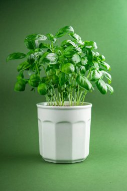 Fesleğen yeşil çalılık aromatik bitki taze sağlıklı yemek aperatif yemek aperatif masa üzerinde fotokopi uzay yemeği arka plan kırsal üst görüş keto veya paleo diyet vejetaryen gıda