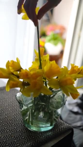 Flores Narciso Amarelas Mãos Mulher Instaladas Vaso Flor Narcisos — Vídeo de Stock