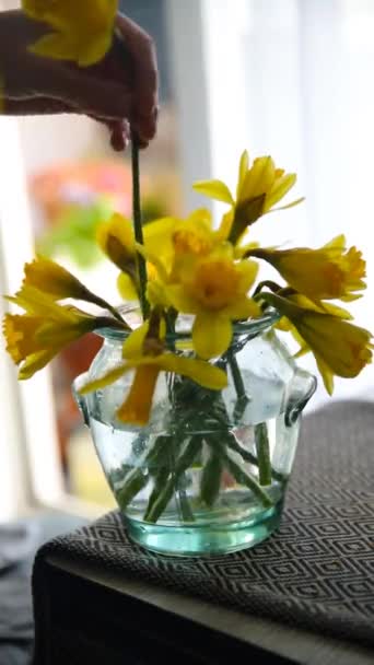 Flores Narciso Amarelas Mãos Mulher Instaladas Vaso Flor Narcisos — Vídeo de Stock