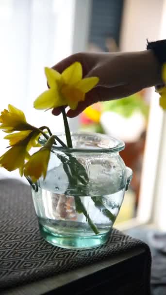 Żółty Żonkil Kwiaty Ręce Kobiet Umieścić Kwiat Wazon Żonkile — Wideo stockowe