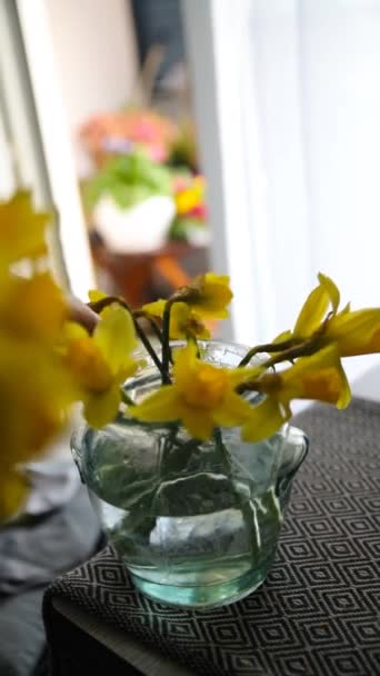 Flores Narciso Amarelo Colocado Vaso Flores Cor Agradável Buquê Presente — Vídeo de Stock