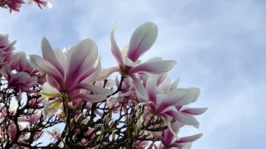 Manolya çiçekleri dallarda güzel çiçekler. Açık havada renkli bitkiler.