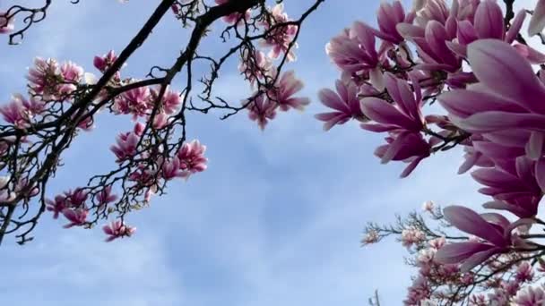 Magnolia Pianta Fiorita Bel Fiore Sui Rami Pianta Colorata All — Video Stock