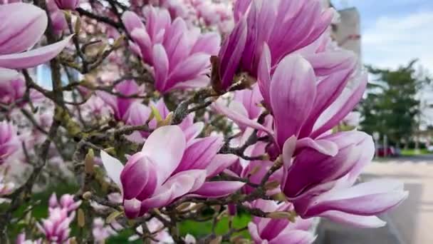 Магнолия Цветущее Растение Красивый Цветок Ветвях Красочные Растения Открытом Воздухе — стоковое видео