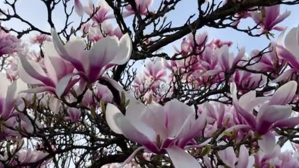 Magnolia Floração Planta Bela Flor Nos Ramos Planta Colorida Livre — Vídeo de Stock