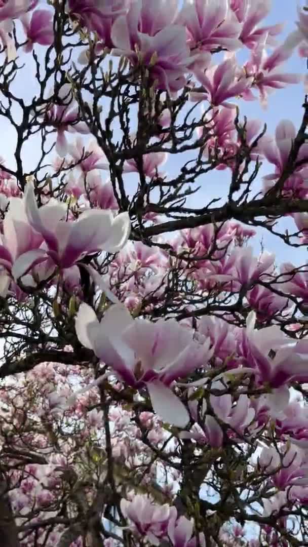 Magnolia Kvetoucí Rostlina Krásná Květina Větvích Barevné Rostliny Venku — Stock video