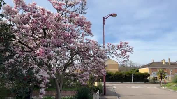 Magnolia Pianta Fiorita Bel Fiore Sui Rami Pianta Colorata All — Video Stock