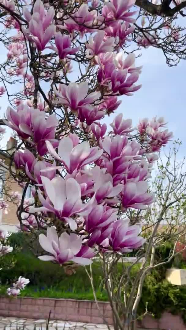 Magnolia Blommande Växt Vacker Blomma Grenarna Färgglada Växt Utomhus — Stockvideo