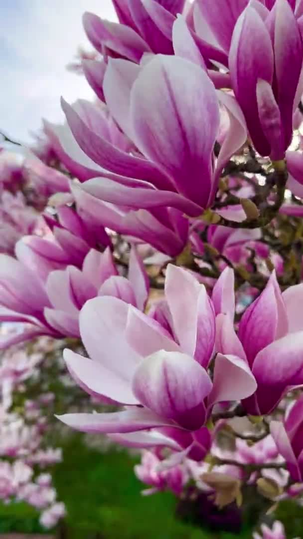 Magnolia Kwitnąca Roślina Piękny Kwiat Gałęziach Kolorowe Rośliny Zewnątrz — Wideo stockowe