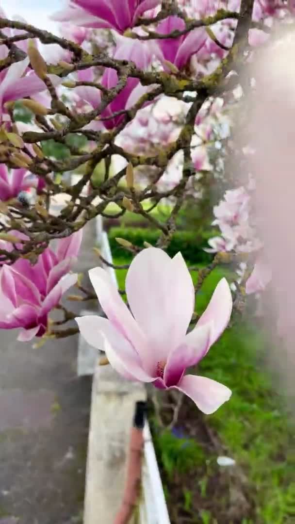 Magnolia Kvetoucí Rostlina Krásná Květina Větvích Barevné Rostliny Venku — Stock video