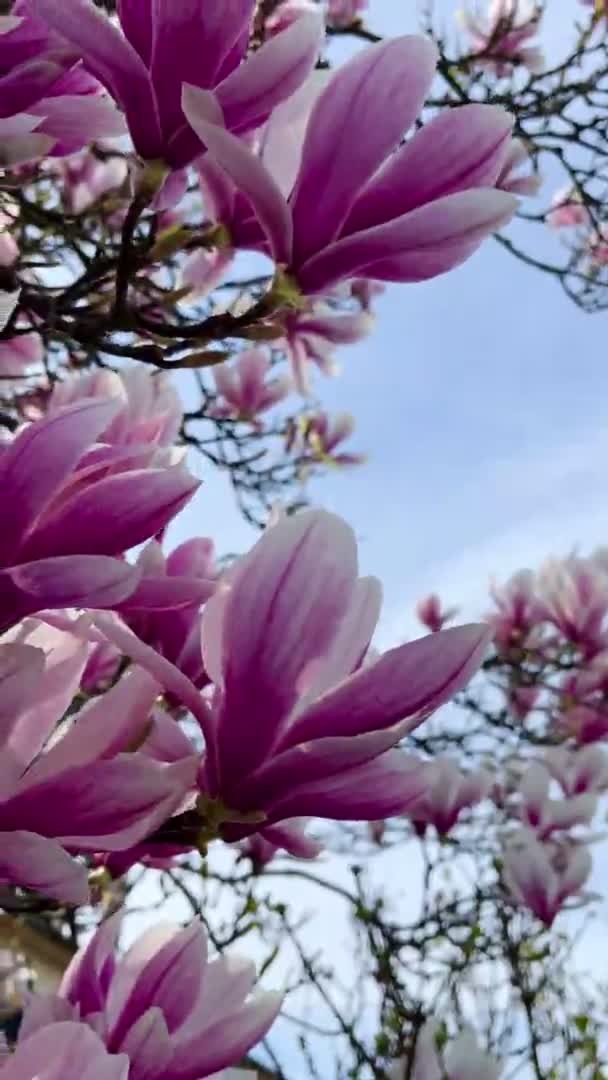 Magnolia Floração Planta Bela Flor Nos Ramos Planta Colorida Livre — Vídeo de Stock