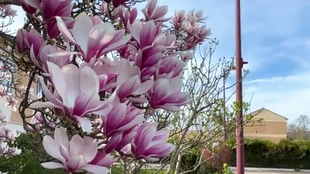 Magnolia Kvetoucí Rostlina Venkovní Zahrada Strom Krásný Květ Větvích Barevné — Stock video