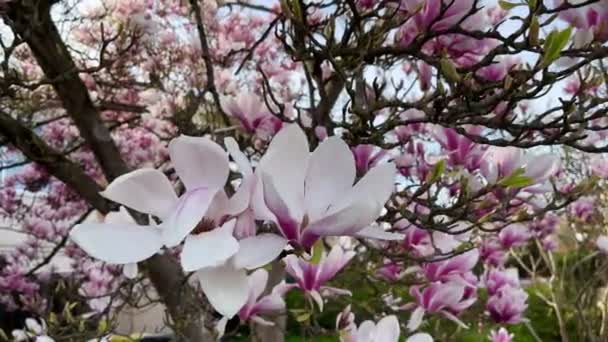Magnolia Kwitnąca Roślina Zewnątrz Ogród Drzewo Piękny Kwiat Gałęziach Kolorowe — Wideo stockowe
