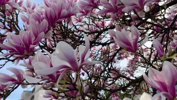 Magnolia Flowering Plant Outdoor Garden Tree Beautiful Flower Branches Colorful — Stock Video
