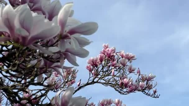 マグノリア花の植物屋外の庭の木の美しい花屋外の枝のカラフルな植物 — ストック動画