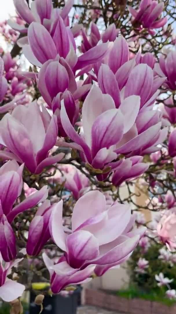 Magnolia Blommande Växt Utomhus Trädgård Träd Vacker Blomma Grenarna Färgglada — Stockvideo
