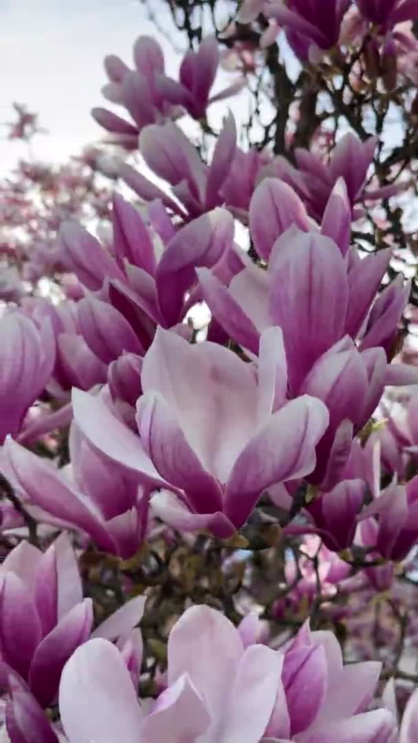 Magnolia Planta Con Flores Jardín Aire Libre Árbol Hermosa Flor — Vídeo de stock