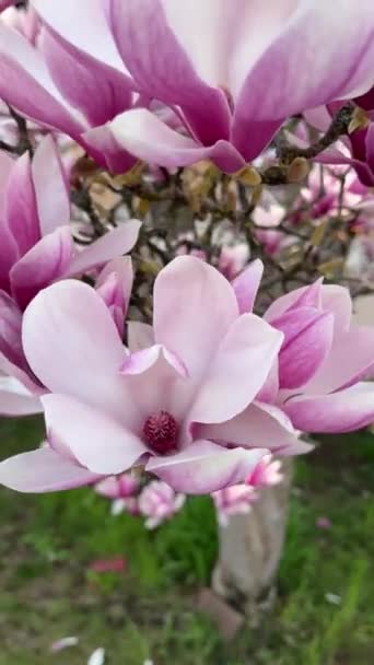 Magnolia Pianta Fiore Albero Giardino All Aperto Bellissimo Fiore Sui — Video Stock