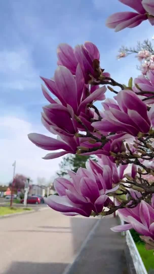 Magnolia Kvetoucí Rostlina Venkovní Zahrada Strom Krásný Květ Větvích Barevné — Stock video