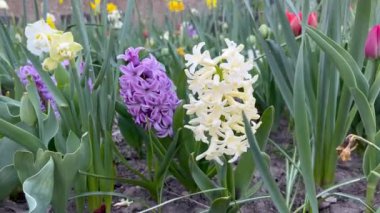 Sümbüller parlak bahar çiçekleri güzel doğa çiçekleri