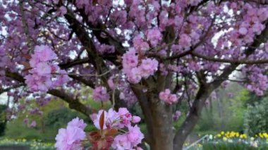 Sakura parlak bahar çiçekleri rüzgarda düşen bir ağacın dalları güzel doğa çiçekleri.